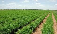 آذربایجان غربی در رتبه ششم کشوری تولید محصولات کشاورزی